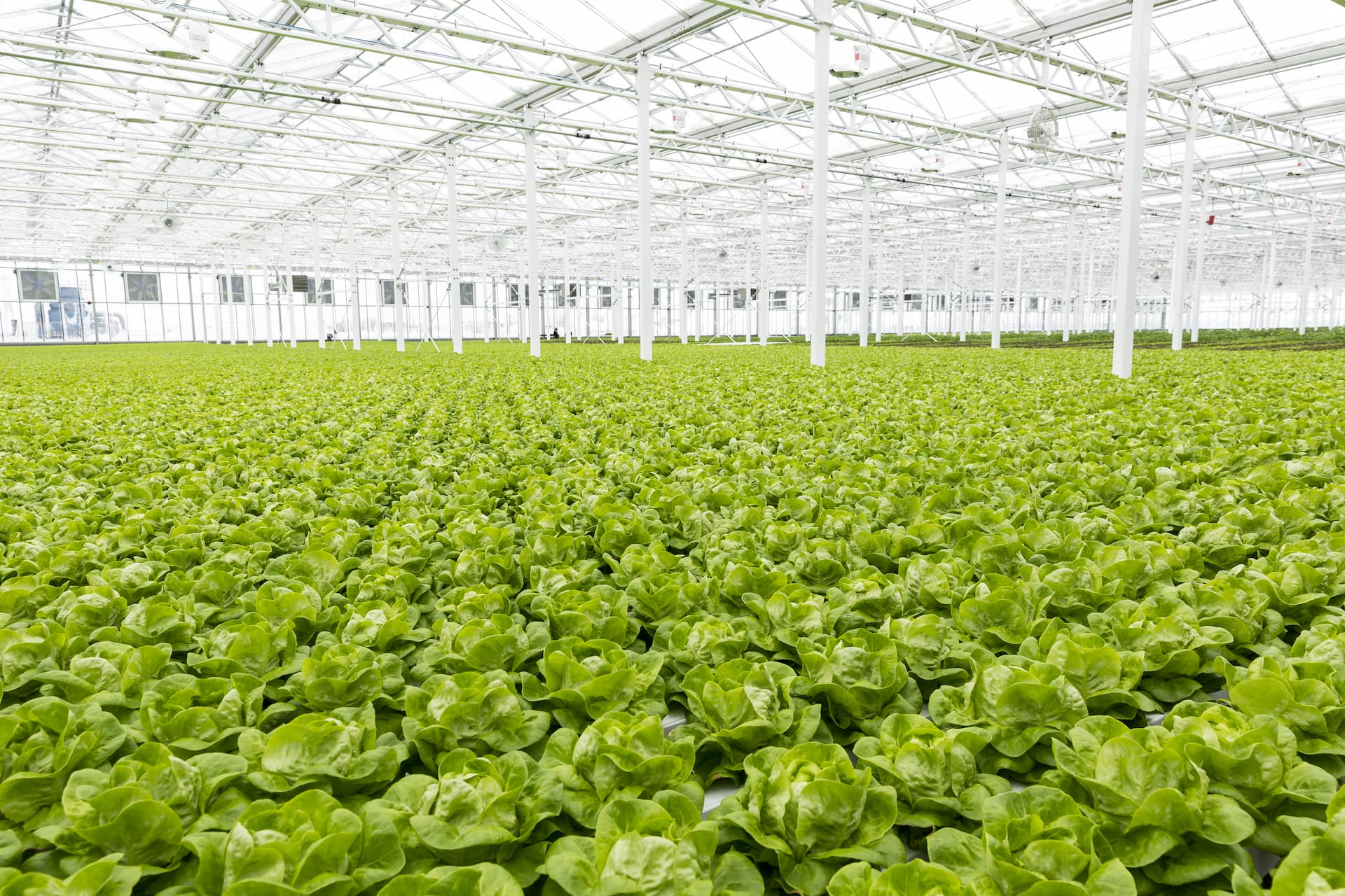 vertical growth: integrating sustainable agriculture in